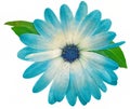 Watercolor turquoise osteospermum flower isolated on white background. Close-up. For design. Nature.