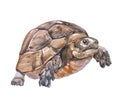 Watercolor turtle animal