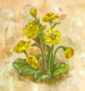 Watercolor tussilago. Yellow spring flowering herb. Medicinal plant