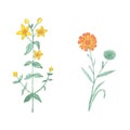 Watercolor tutsan and calendula isolated on white background.