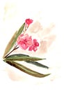 Watercolor twig blossoming pink oleander on a white background