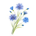 Watercolor twig cornflower