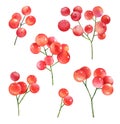 Watercolor twigs with red berries on white background