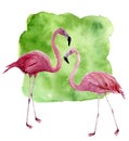 Watercolor two flamingo. Hand painted pink bird illustration with green background isolated on white background