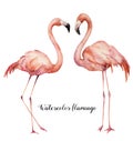 Watercolor two flirting flamingos set. Hand painted bright exotic birds isolated on white background. Wild life