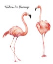 Watercolor two flirting pink flamingos set. Hand painted bright exotic birds isolated on white background. Wild life