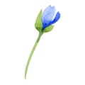 Watercolor ultramarine poppy flower. Floral botanical flower. Isolated illustration element.