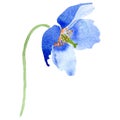 Watercolor ultramarine poppy flower. Floral botanical flower. Isolated illustration element.