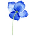 Watercolor ultramarine poppy flower. Floral botanical flower. Isolated illustration element.