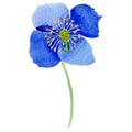 Watercolor ultramarine poppy flower. Floral botanical flower. Isolated illustration element.