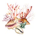 Watercolor underwater composition of coral reef plants and shells. Hand painted tropical card isolated on white