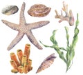 Watercolor underwater set. Hand painted laminaria, corals, starfish, sea pebble and seashells isolated on white Royalty Free Stock Photo