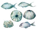 Watercolor underwater set of shells, fishes and urchin. Hand painted sea elements isolated on white background. Aquatic