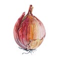 Watercolor unpeeled onion isolated on white background. Vitamin golden and brown vegetable for health. Hand-drawn spicy