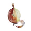 Watercolor unpeeled onion isolated on white background. Vitamin golden and brown vegetable for health. Hand drawn spicy
