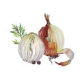 Watercolor unpeeled and slice onion black peppercorn and greenery dill isolated on white background. Vitamin golden