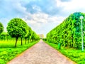 Watercolor of urban landscape, landscape Park. An alley of a landscape Park, smooth rows of trimmed trees.. Digital painting - Royalty Free Stock Photo