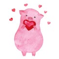 Watercolor Valentine's day pig. Piglet holding a heart.