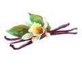 Watercolor vanilla spice flower illustration isolated