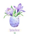 Flowers in an eggshell. Spring crocus. Royalty Free Stock Photo