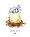 Flowers in an eggshell. Spring crocus. Royalty Free Stock Photo