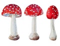 Watercolor vector amanita mushrooms