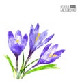Watercolor vector background with purple crocus flower and green Royalty Free Stock Photo
