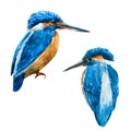 Watercolor vector blue kingfisher bird