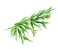 Watercolor Vector branch of a Christmas tree. Hand drawing texture with fir needle isolated on a white background.