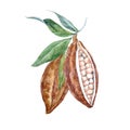 Watercolor vector cacao fruits