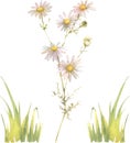 Watercolor vector Chamomile isolated on a white background. Hand drawn herb illustration