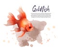 Watercolor vector collection of hand drawn goldfishes and algae Royalty Free Stock Photo
