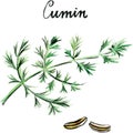 Watercolor vector cumin