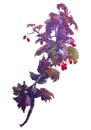 Watercolor vector drawing of autumn branch hawthorn with ripe berries