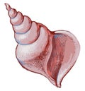 Watercolor vector drawing of big pink seashell