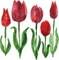 Watercolor vector drawing of blooming red tulips Royalty Free Stock Photo