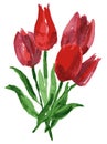 Watercolor vector drawing of bouquet red tulips. All objects isolated Royalty Free Stock Photo