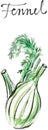 Watercolor vector fennel