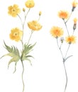 Watercolor vector floral yellow set wildflowers, delicate buttercup isolated on white background Royalty Free Stock Photo