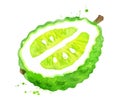 Watercolor vector illustration of bergamot fruit Royalty Free Stock Photo