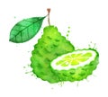 Watercolor vector illustration of bergamot fruit Royalty Free Stock Photo