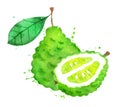 Watercolor vector illustration of bergamot fruit