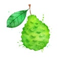 Watercolor vector illustration of bergamot fruit Royalty Free Stock Photo
