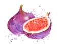 Watercolor vector illustration of figs Royalty Free Stock Photo