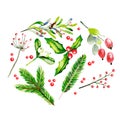 Watercolor vector illustration. Fir brancges, mistletoe, holly jolly, dor rose and guelder rose twig and berries