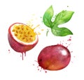 Watercolor vector illustration of passionfruit