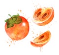 Watercolor vector illustration of persimmon