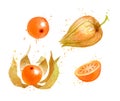 Watercolor vector illustration of Physalis