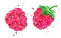 Watercolor vector illustration of raspberry