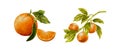 Watercolor vector illustration of ripe orange fruit with slice and leafy branch. Citrus hand drawn botanical element for packaging